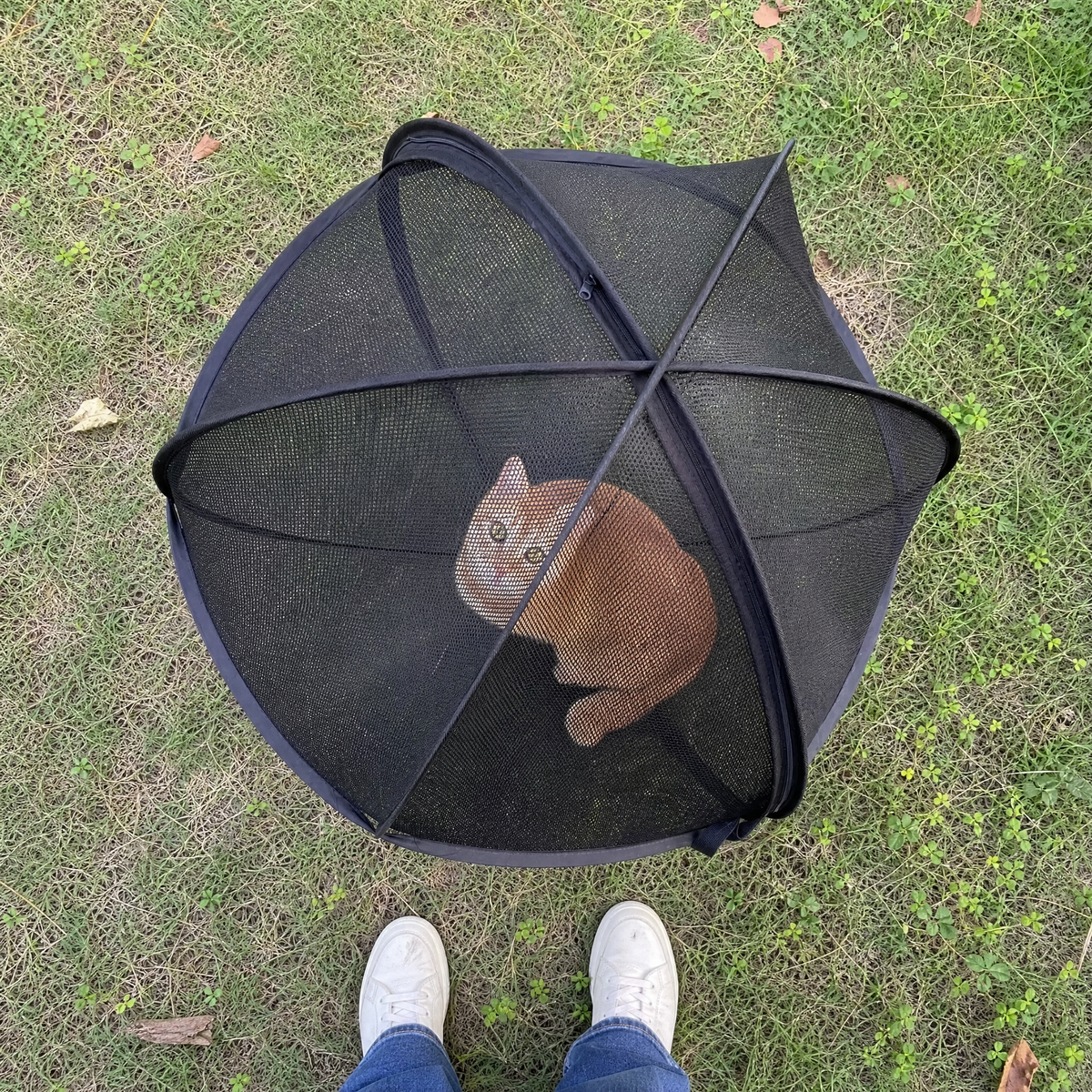 Outdoor Cat Playpen
